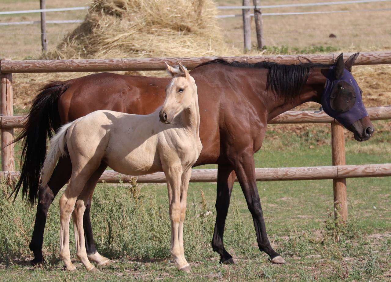 Veulen (ml) Zangersheide Te koop 2026 Palomino ,  Silverlinnings St georges