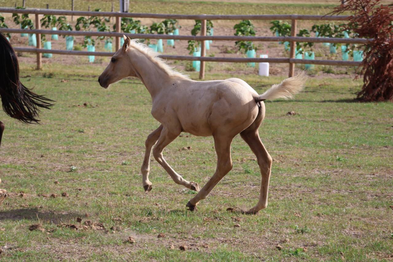 Veulen (ml) Zangersheide Te koop 2026 Palomino ,  Silverlinnings St georges