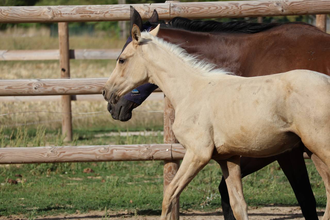 Veulen (ml) Zangersheide Te koop 2026 Palomino ,  Silverlinnings St georges
