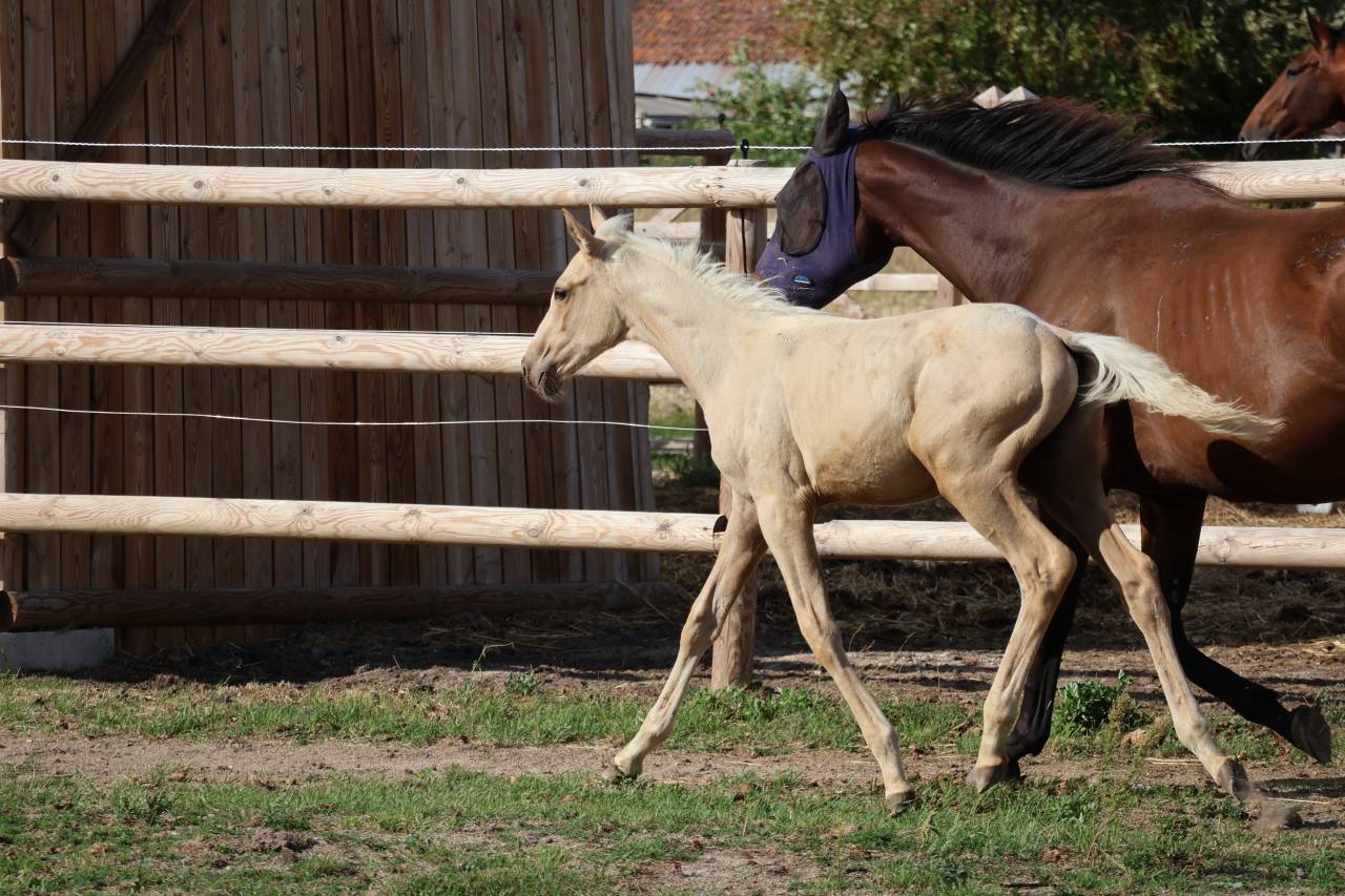 Veulen (ml) Zangersheide Te koop 2026 Palomino ,  Silverlinnings St georges