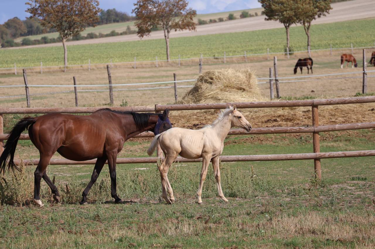 Veulen (ml) Zangersheide Te koop 2026 Palomino ,  Silverlinnings St georges
