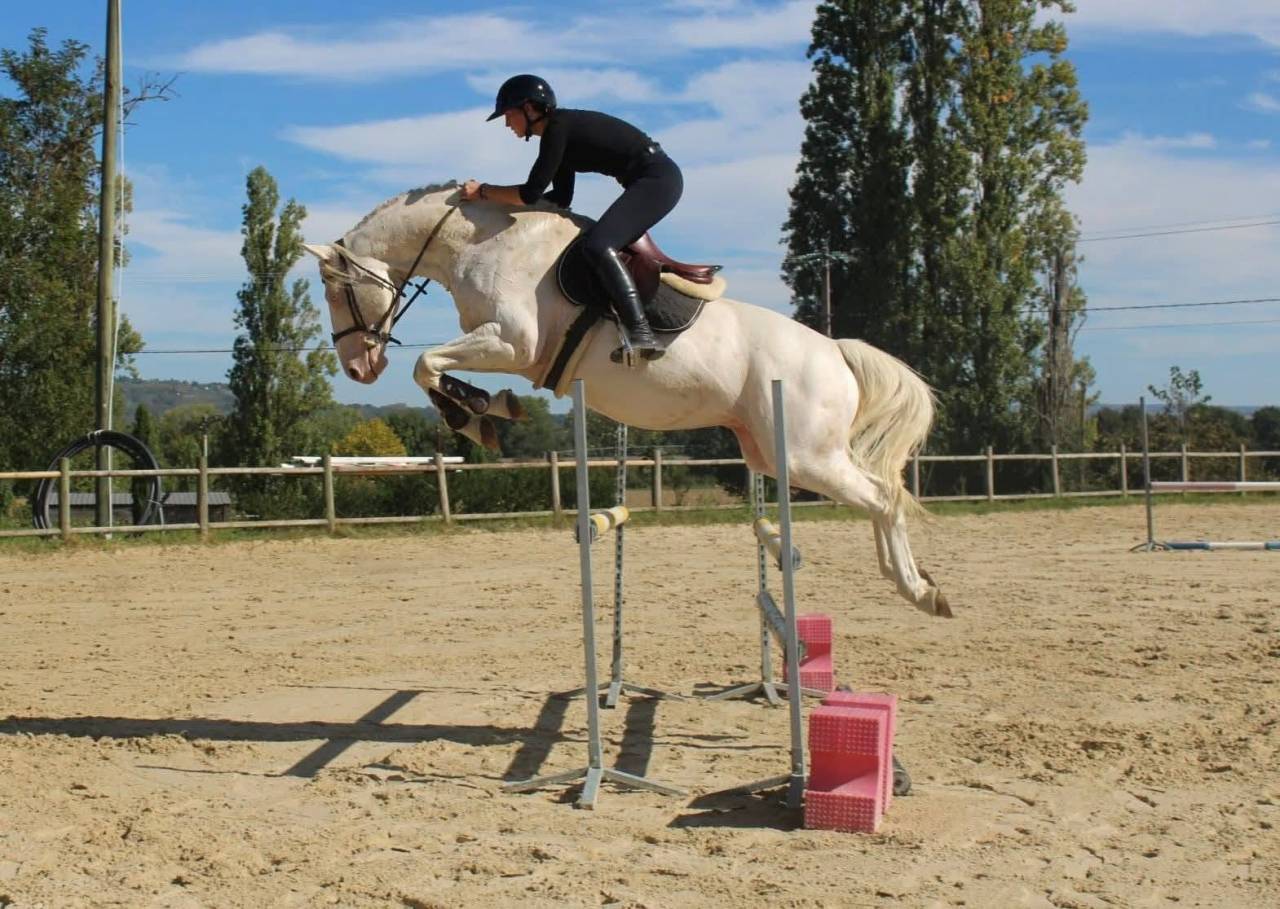 Veulen (ml) Zangersheide Te koop 2026 Palomino ,  Silverlinnings St georges