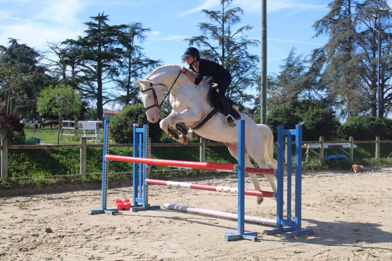 Veulen (ml) Zangersheide Te koop 2026 Palomino ,  Silverlinnings St georges