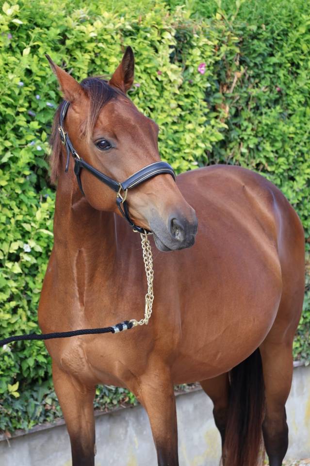 Merrie Selle Fran&ccedil;ais Te koop 2016 Donker bruin / bai ,  READY BOY DES FORETS