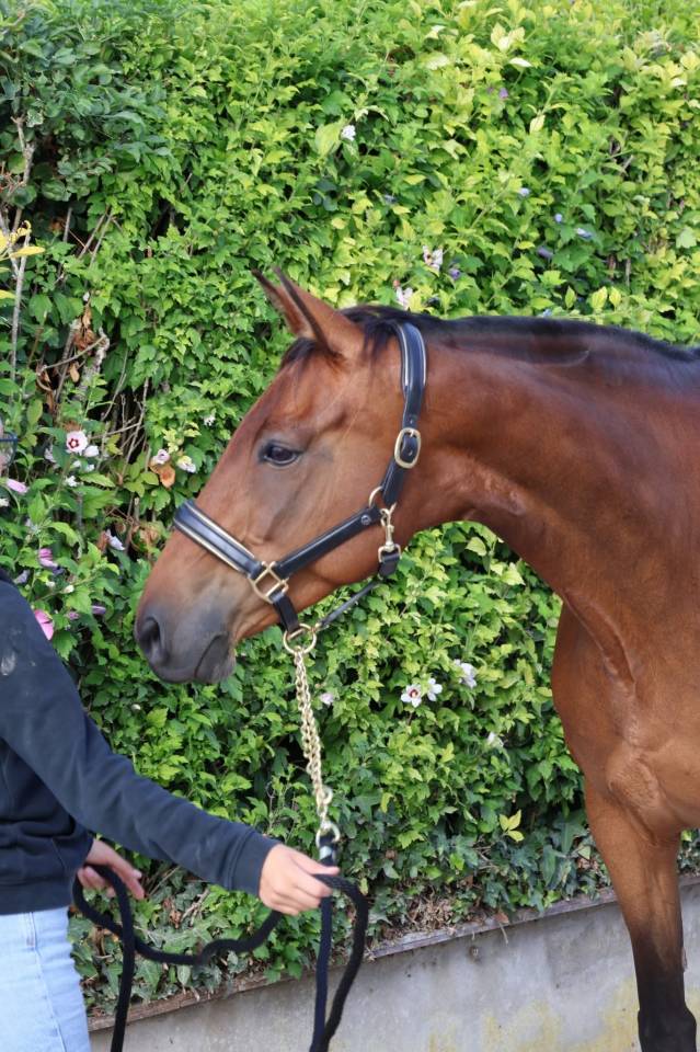 Merrie Selle Fran&ccedil;ais Te koop 2016 Donker bruin / bai ,  READY BOY DES FORETS