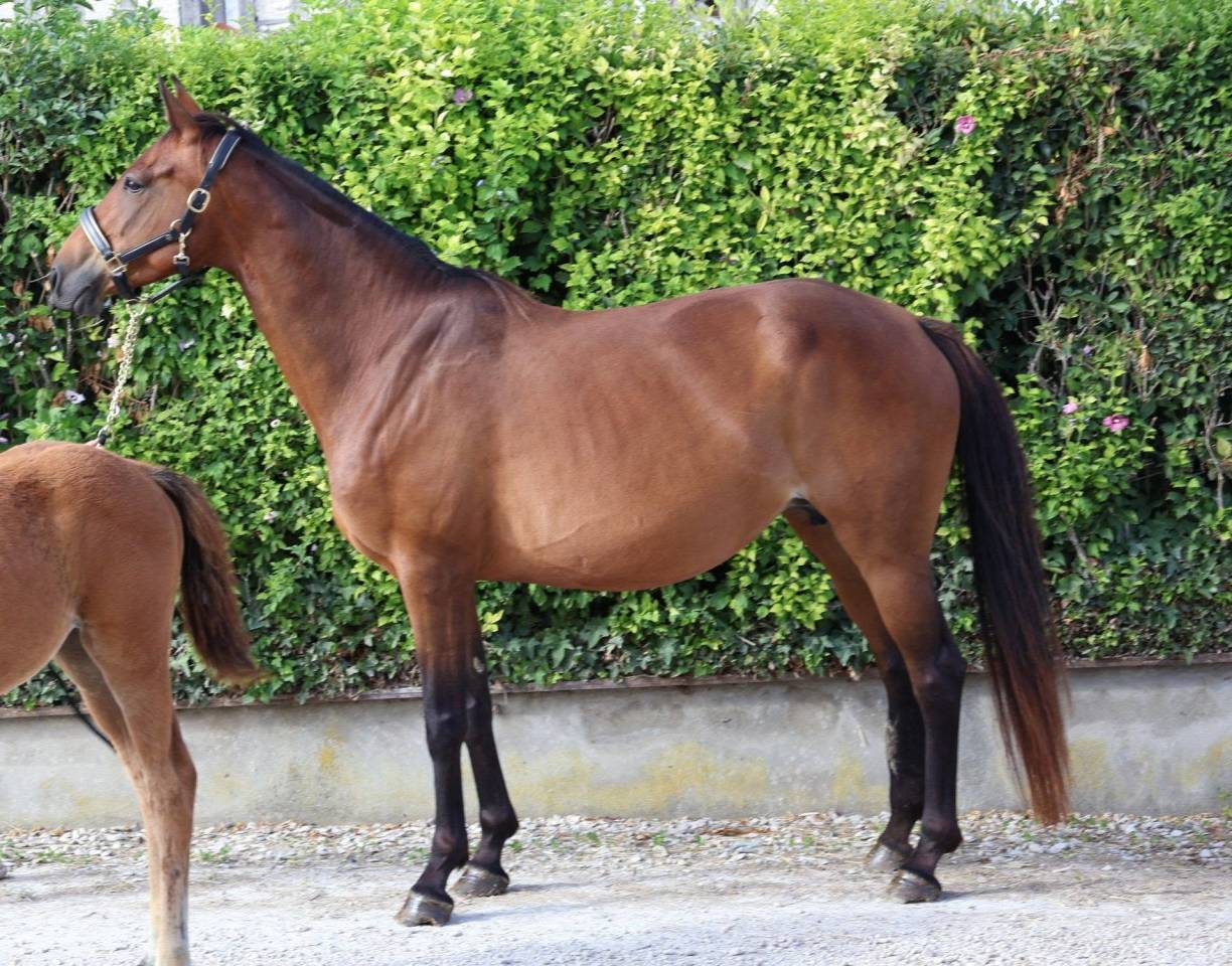 Merrie Selle Fran&ccedil;ais Te koop 2016 Donker bruin / bai ,  READY BOY DES FORETS
