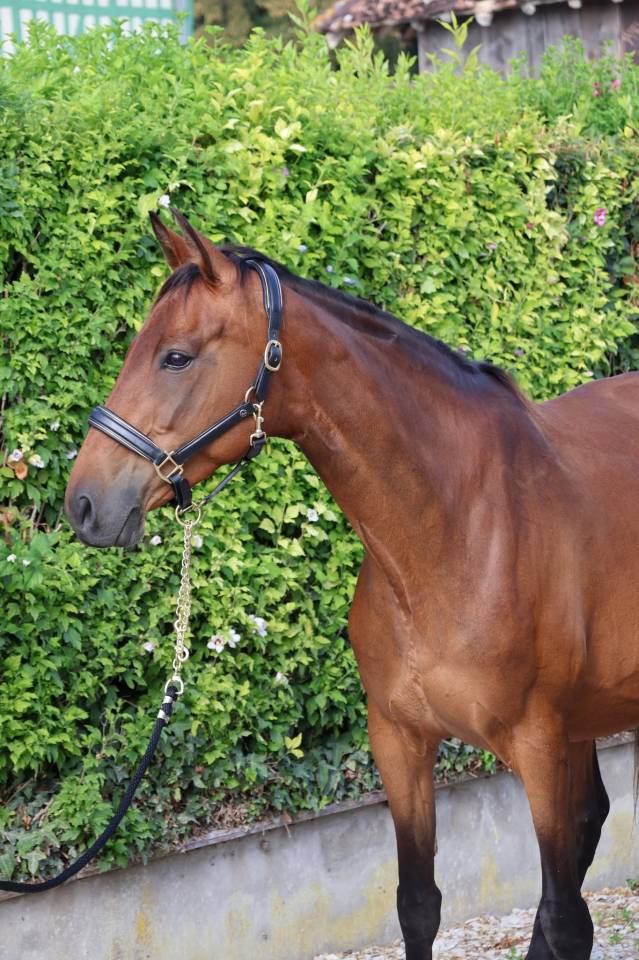 Merrie Selle Fran&ccedil;ais Te koop 2016 Donker bruin / bai ,  READY BOY DES FORETS