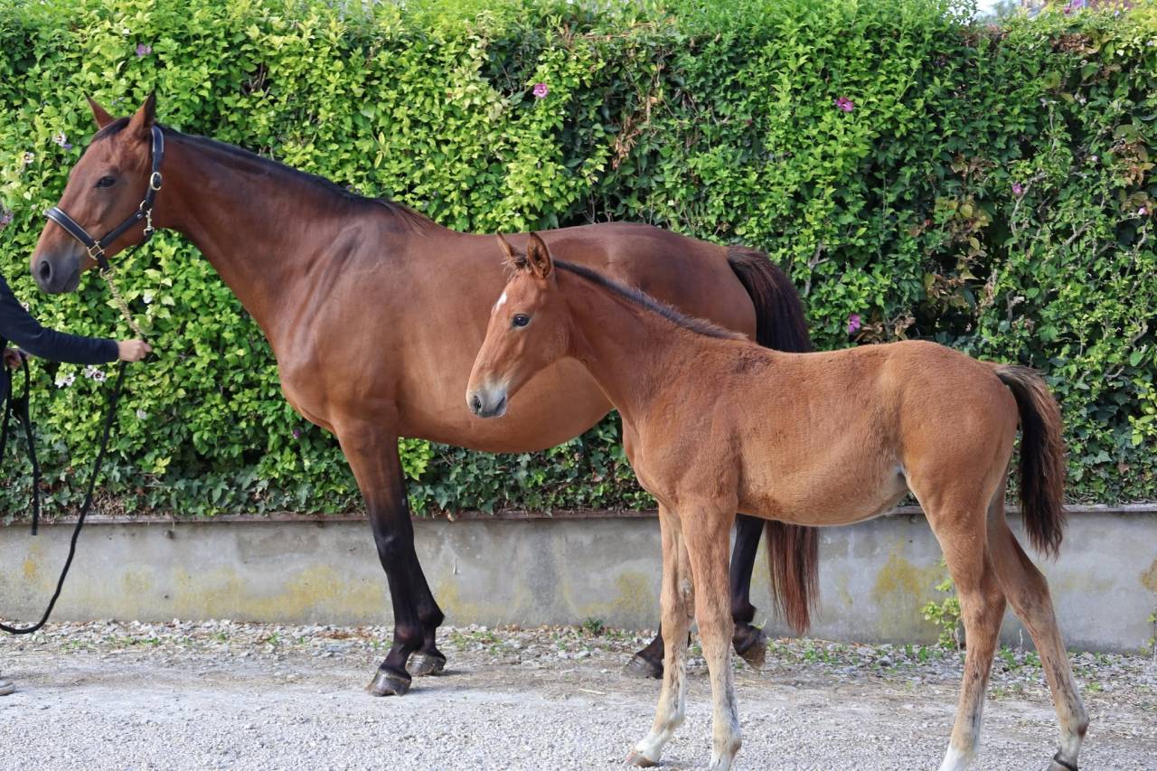Merrie Selle Fran&ccedil;ais Te koop 2016 Donker bruin / bai ,  READY BOY DES FORETS