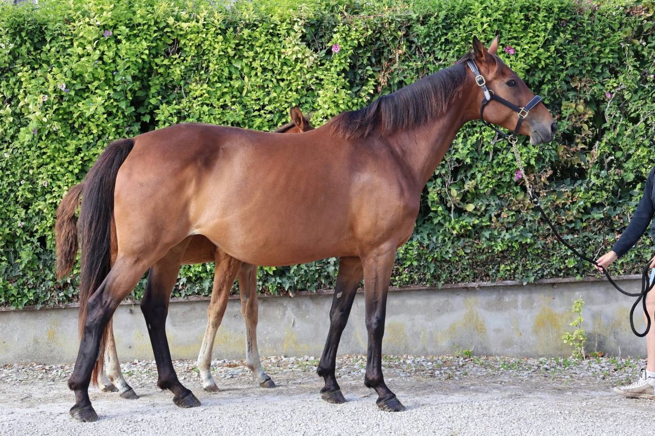 Merrie Selle Fran&ccedil;ais Te koop 2016 Donker bruin / bai ,  READY BOY DES FORETS