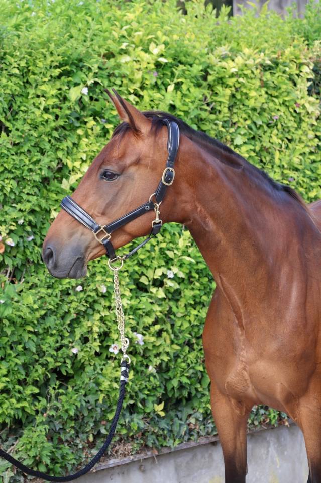 Merrie Selle Fran&ccedil;ais Te koop 2016 Donker bruin / bai ,  READY BOY DES FORETS