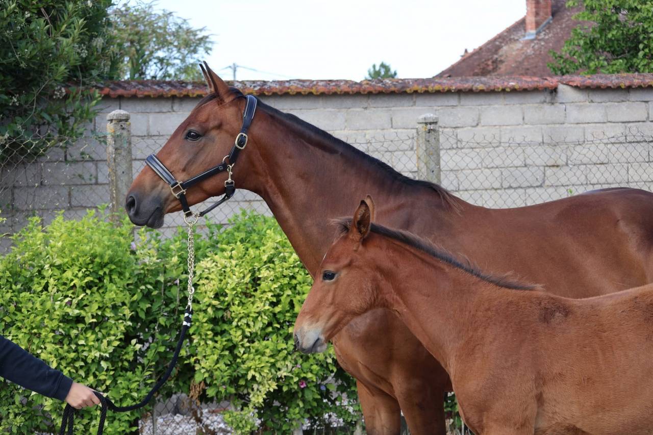 Merrie Selle Fran&ccedil;ais Te koop 2016 Donker bruin / bai ,  READY BOY DES FORETS
