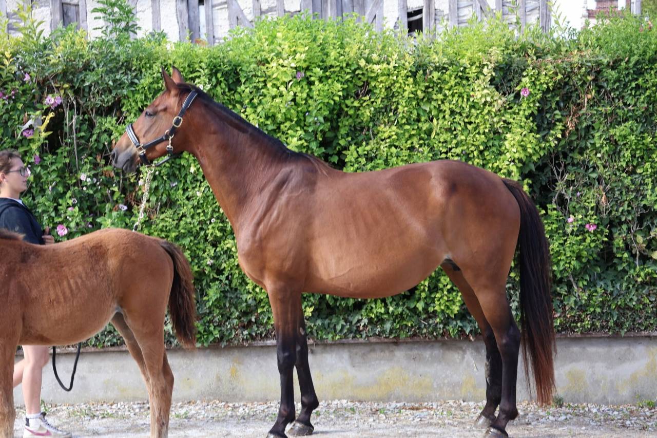 Merrie Selle Fran&ccedil;ais Te koop 2016 Donker bruin / bai ,  READY BOY DES FORETS