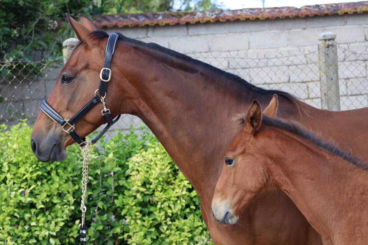 Merrie Selle Fran&ccedil;ais Te koop 2016 Donker bruin / bai ,  READY BOY DES FORETS