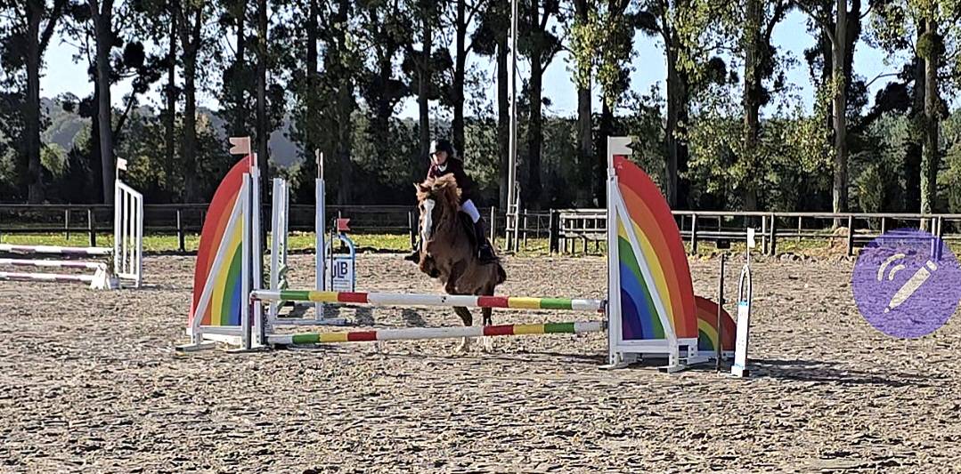 Ruin Welsh Pony (Section B) Te koop 2012 Vos