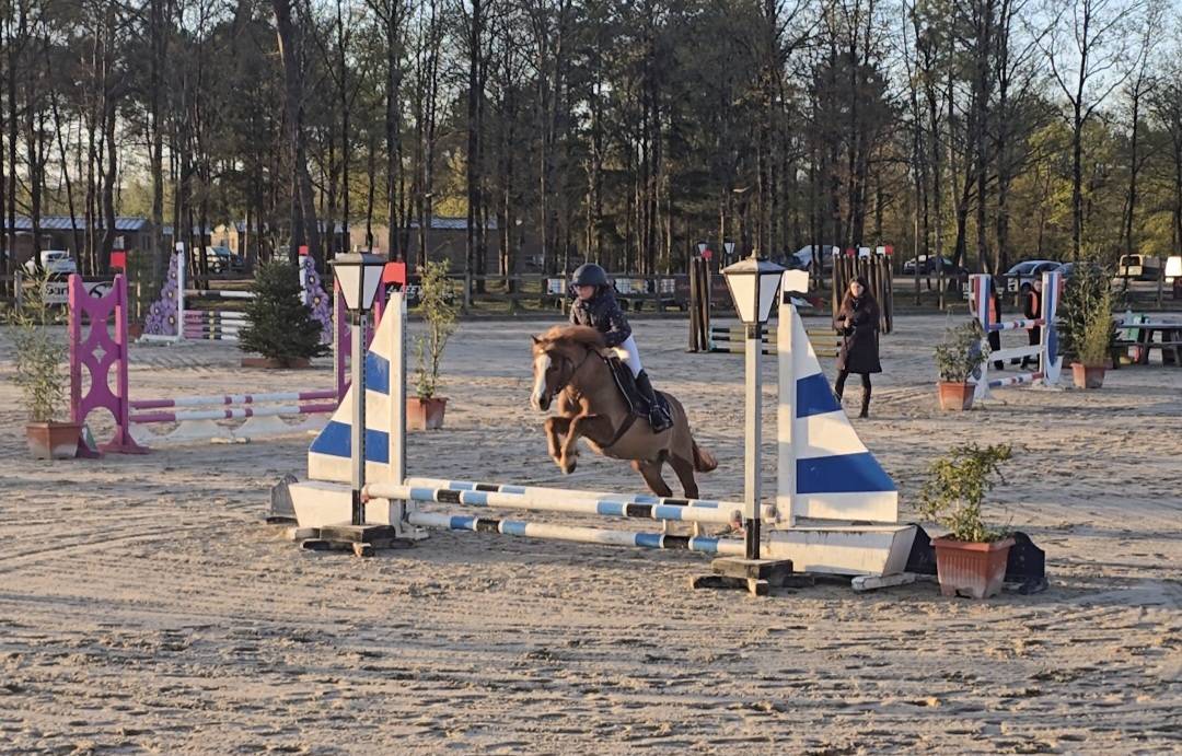 Ruin Welsh Pony (Section B) Te koop 2012 Vos