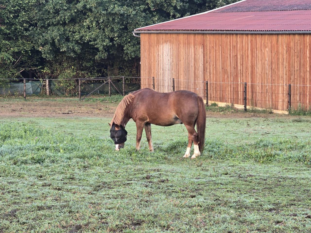 Ruin Welsh Pony (Section B) Te koop 2012 Vos