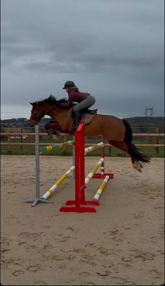 Ruin Franse rijpony PFS Te koop 2020 Donker bruin / bai