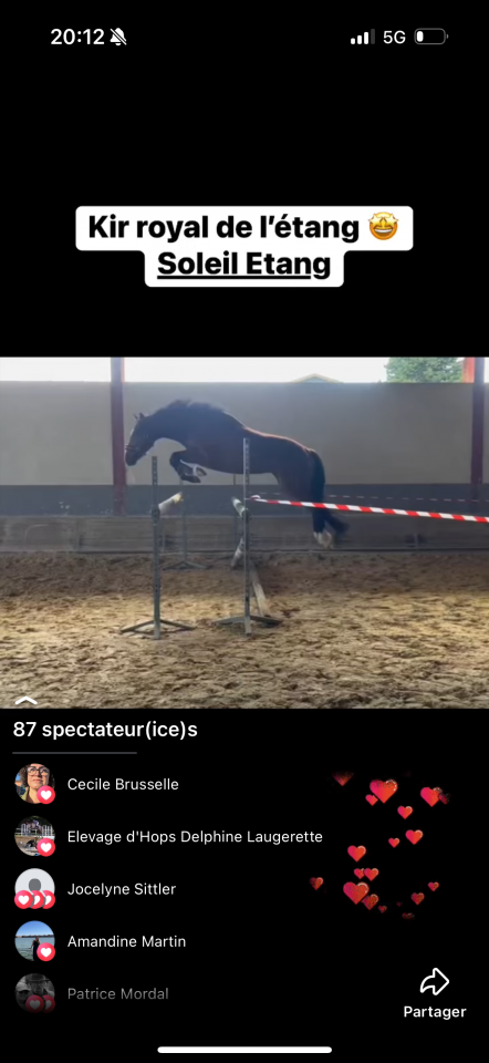 Ruin Franse rijpony PFS Te koop 2020 Donker bruin / bai