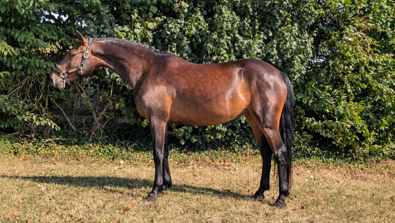 Merrie Franse rijpony PFS Te koop 2021 Donker bruin / bai