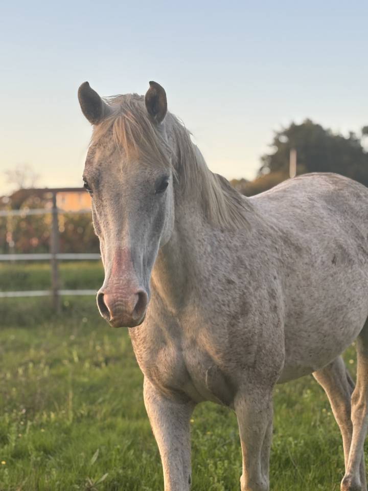 Ruin Javaans paard Te koop 2016 Schimmel