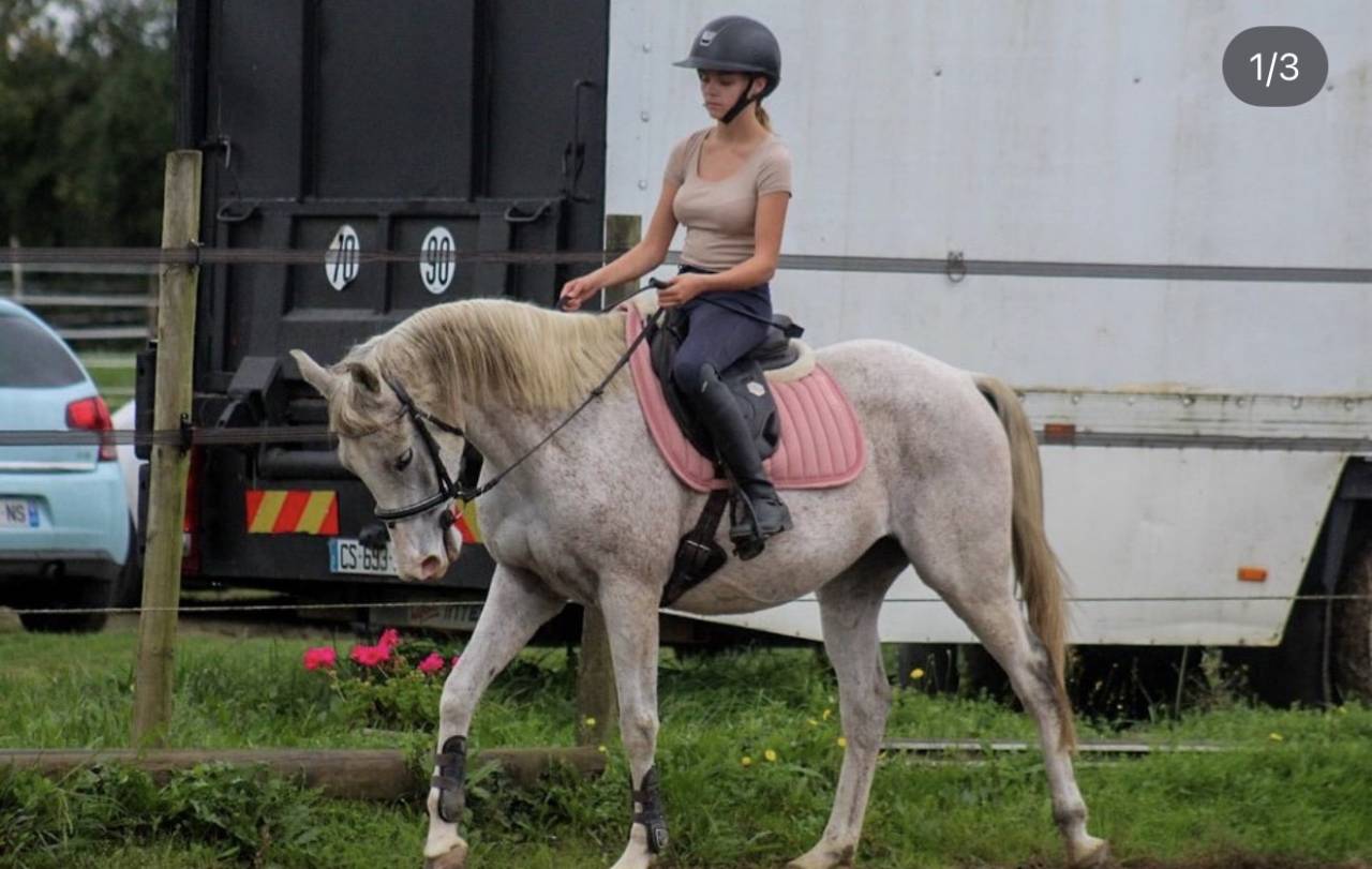Ruin Javaans paard Te koop 2016 Schimmel
