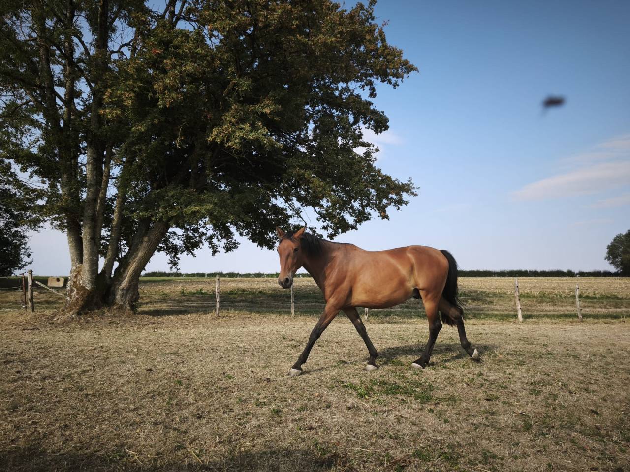 Ruin PRE Puur Ras Spaans Te koop 2023 Donker bruin / bai ,  Doblon-TR