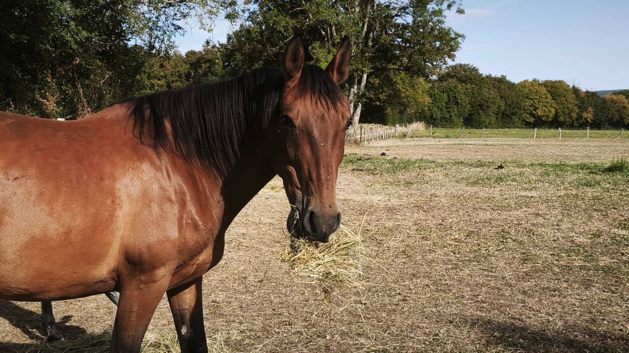 Ruin PRE Puur Ras Spaans Te koop 2023 Donker bruin / bai ,  Doblon-TR