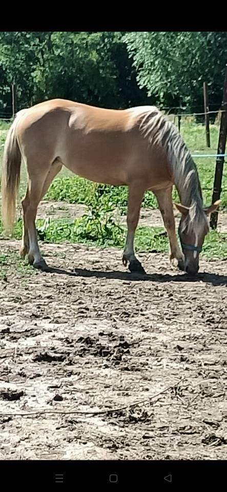 Veulen (vr) Haflinger Te koop 2024 Vos ,  Willem van den hooge woer