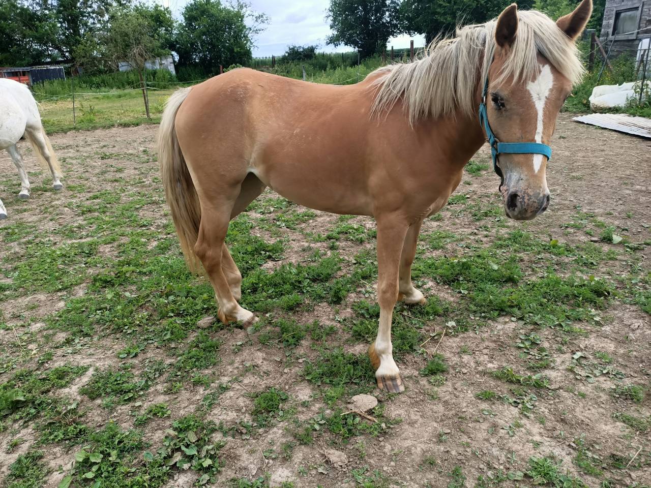 Veulen (vr) Haflinger Te koop 2024 Vos ,  Willem van den hooge woer