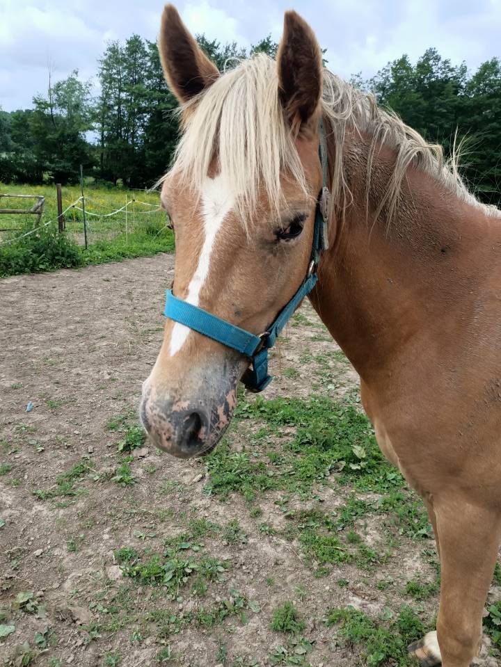 Veulen (vr) Haflinger Te koop 2024 Vos ,  Willem van den hooge woer