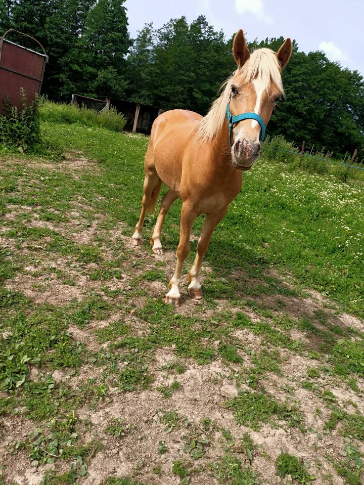 Veulen (vr) Haflinger Te koop 2024 Vos ,  Willem van den hooge woer