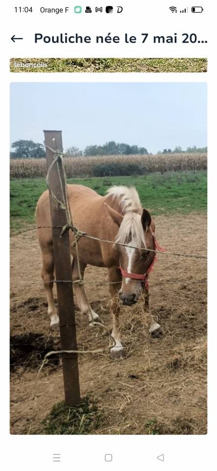 Veulen (vr) Haflinger Te koop 2024 Vos ,  Willem van den hooge woer