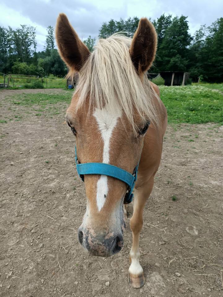 Veulen (vr) Haflinger Te koop 2024 Vos ,  Willem van den hooge woer