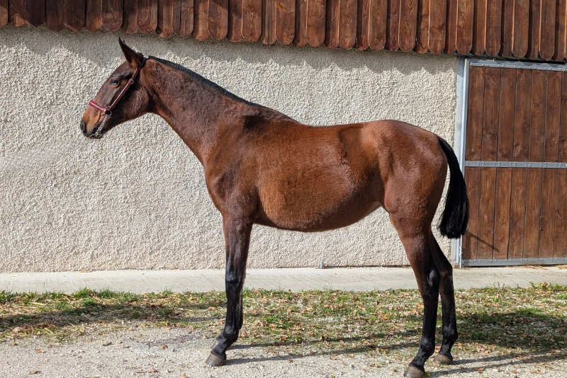 Merrie PRE Puur Ras Spaans Te koop 2024 Donker bruin / bai ,  ABANICO SG