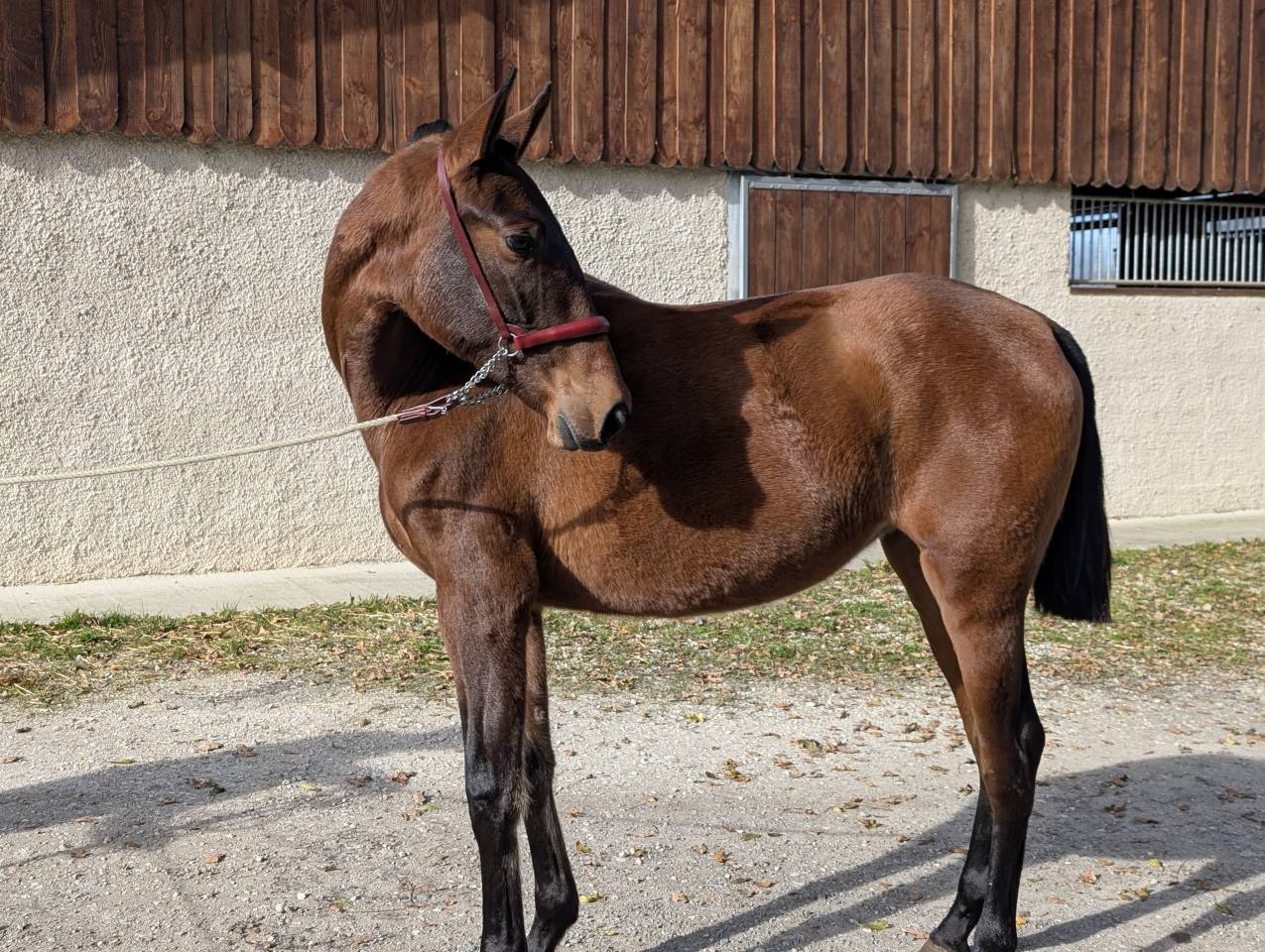 Merrie PRE Puur Ras Spaans Te koop 2024 Donker bruin / bai ,  ABANICO SG