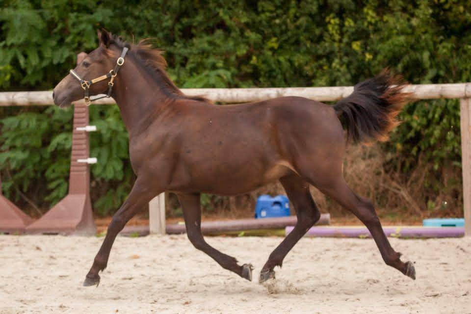 Ruin New Forest Te koop 2025 Isabel ,  L'ancelot du m&eacute;nage