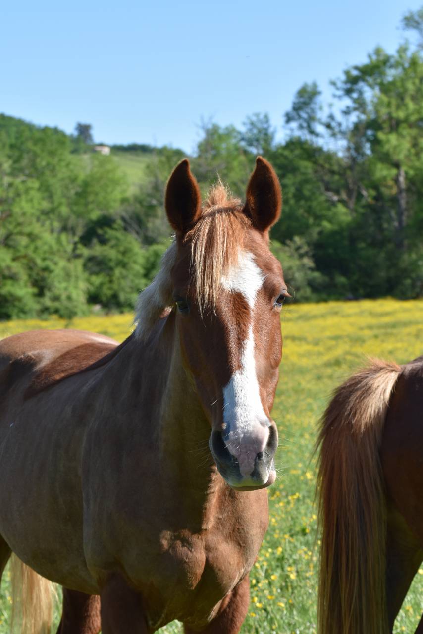 Merrie Franse rijpony PFS Te koop 2015 Vos ,  systeme d'argent