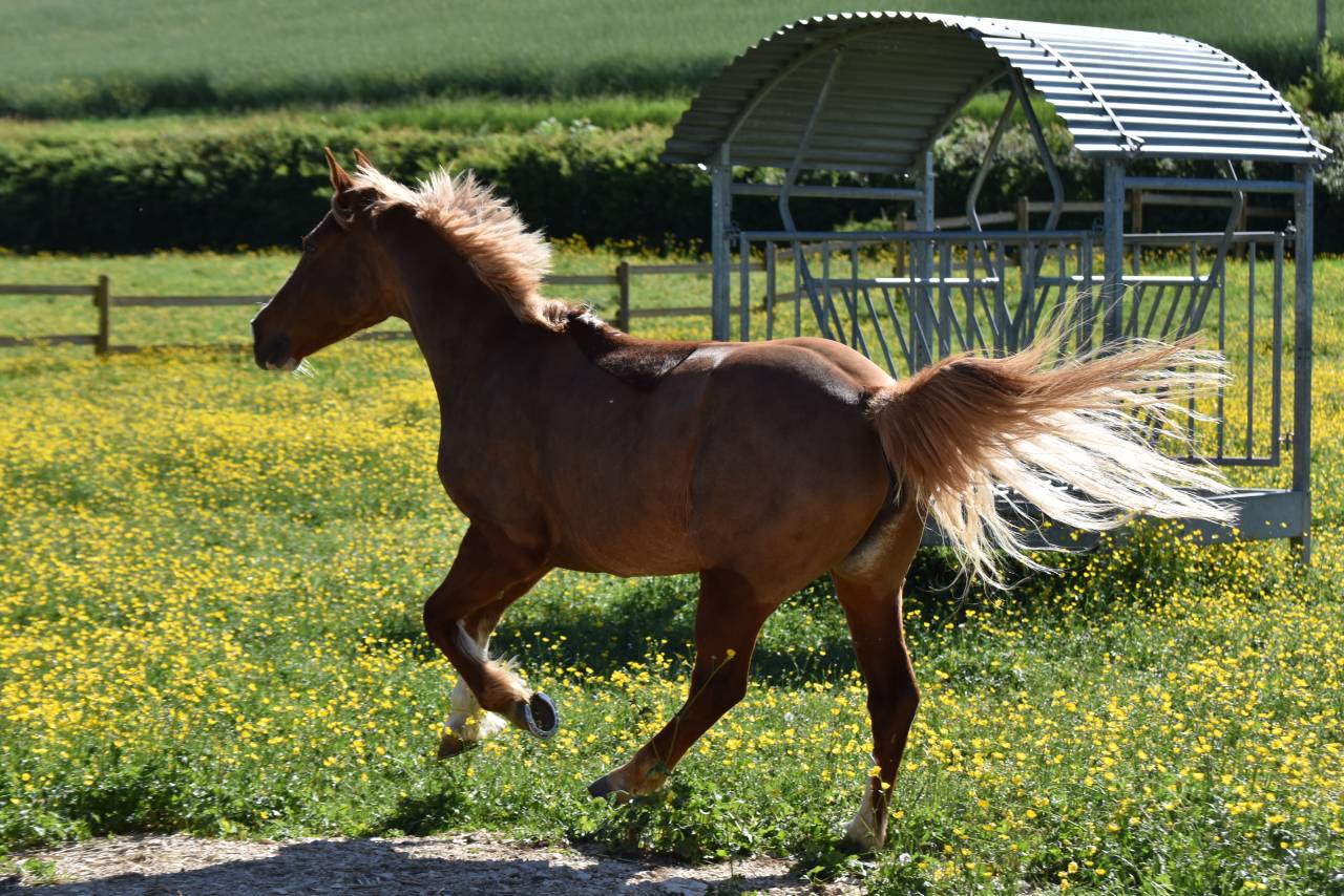 Merrie Franse rijpony PFS Te koop 2015 Vos ,  systeme d'argent