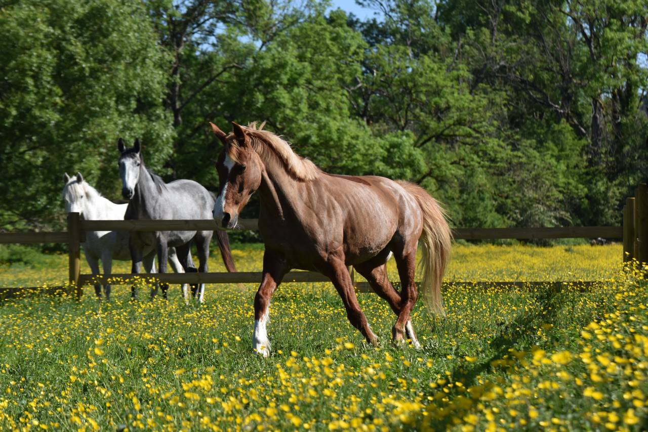 Merrie Franse rijpony PFS Te koop 2015 Vos ,  systeme d'argent