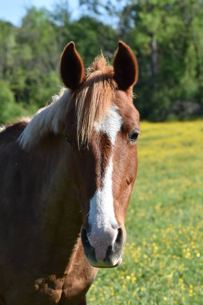 Merrie Franse rijpony PFS Te koop 2015 Vos ,  systeme d'argent