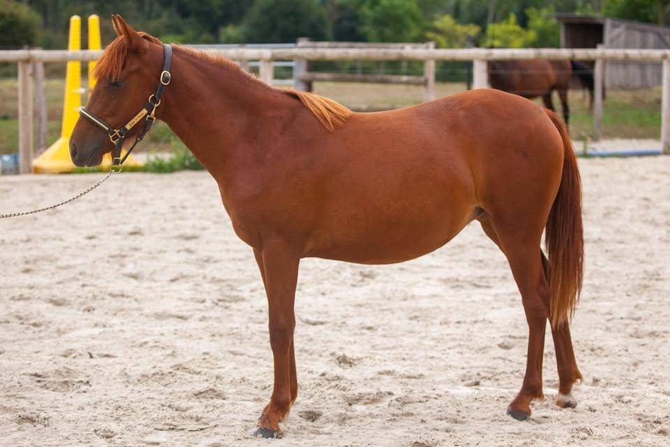 Merrie New Forest Te koop 2025 Vos ,  L'ancelot du m&eacute;nage