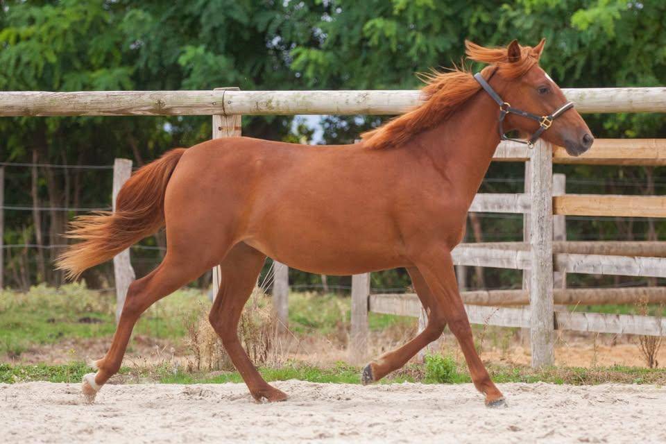 Merrie New Forest Te koop 2025 Vos ,  L'ancelot du m&eacute;nage