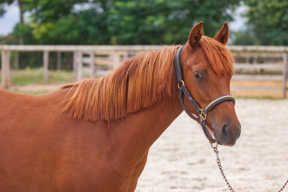 Merrie New Forest Te koop 2025 Vos ,  L'ancelot du m&eacute;nage