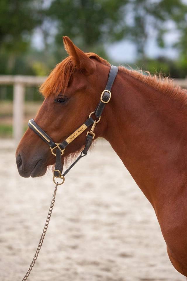Merrie New Forest Te koop 2025 Vos ,  L'ancelot du m&eacute;nage