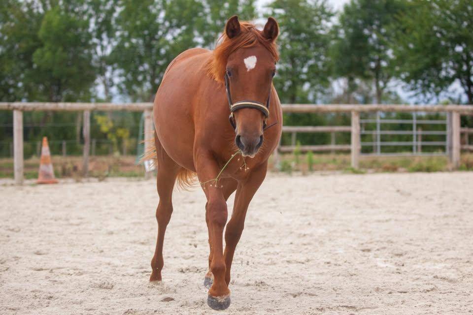 Merrie New Forest Te koop 2025 Vos ,  L'ancelot du m&eacute;nage