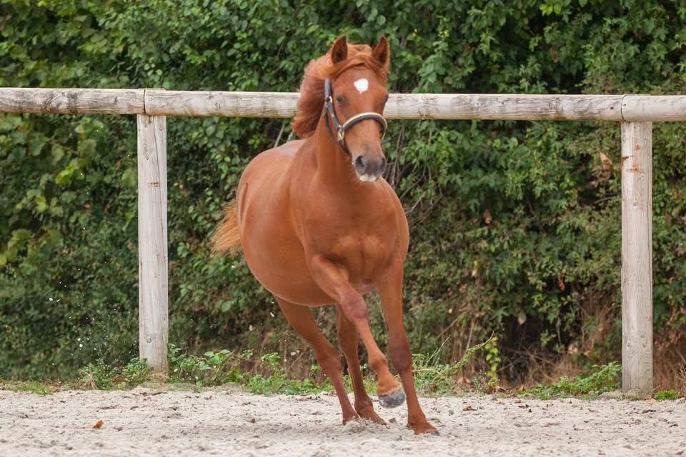 Merrie New Forest Te koop 2025 Vos ,  L'ancelot du m&eacute;nage