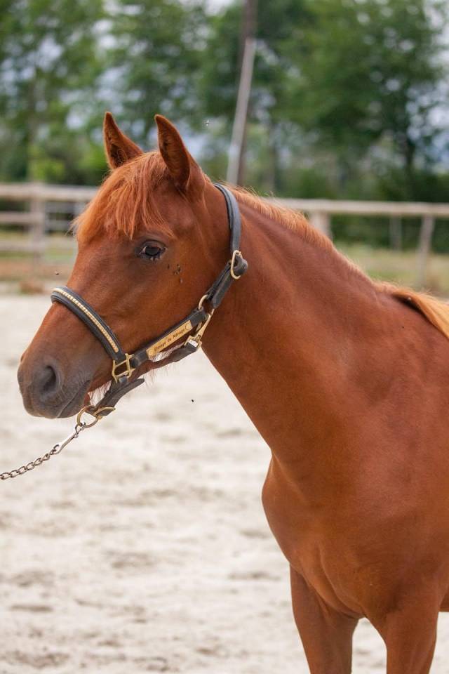 Merrie New Forest Te koop 2025 Vos ,  L'ancelot du m&eacute;nage