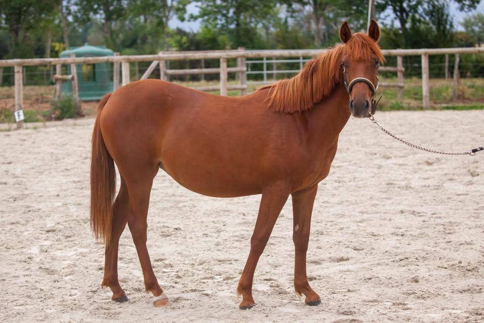Merrie New Forest Te koop 2025 Vos ,  L'ancelot du m&eacute;nage