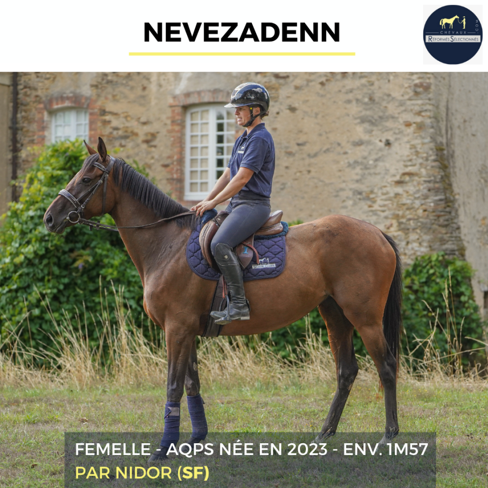 Merrie Autre Que Pur-Sang (Geen volbloed) Te koop 2023 Donker bruin / bai