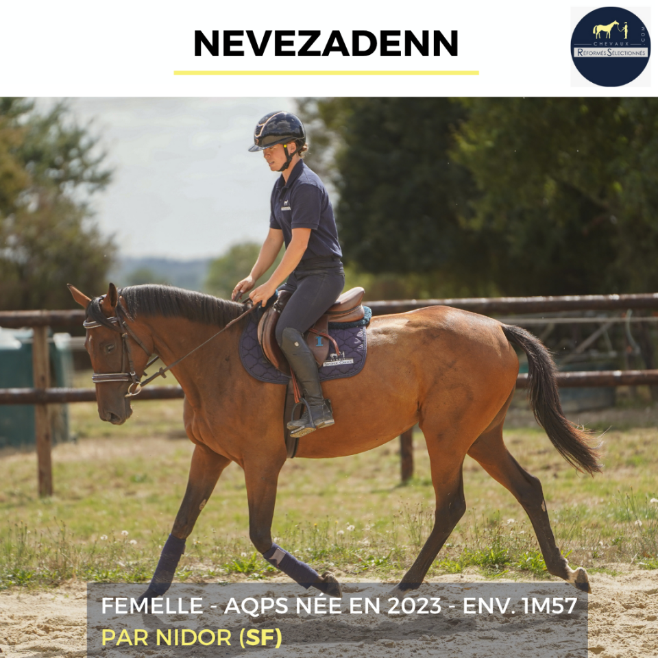Merrie Autre Que Pur-Sang (Geen volbloed) Te koop 2023 Donker bruin / bai